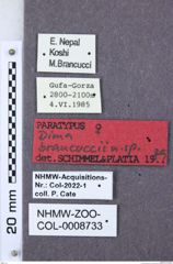 Etiketten zu Dima brancuccii (NHMW-ZOO-COL-0008733)